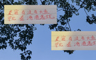 深圳申花等隊引外援國腳，夏窗期待海港大魚。