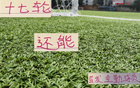 中超三強(qiáng)，維塔爾領(lǐng)銜海港，馬納法助陣申花，全勤外援17輪首發(fā)。