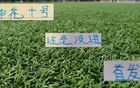 上海德比，奧斯卡首發(fā)，特謝拉缺席